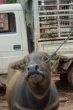 water buffel