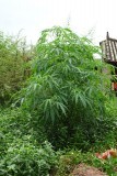 wiet plant