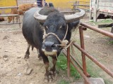 water buffel