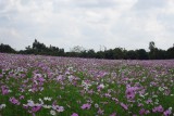 DSC03706
