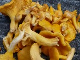our treasure of chanterelle mushrooms