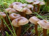Our first ´sopptur´ - picking ´Funnel´ chanterelles