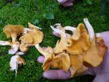Real chanterelles!