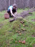 Picking mushrooms