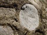 Fossils on Langøya