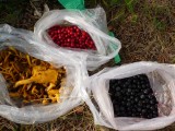 our harvest from the forest around Bönan