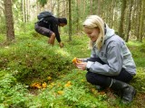 Picking Chanterelles
