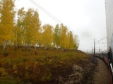 Bright yellow trees everywhere!