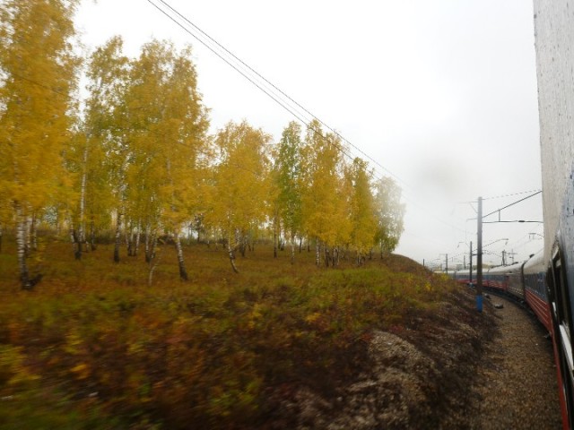 Bright yellow trees everywhere!