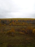 Birch trees everywhere - sometimes the tries look on fire!