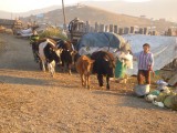 Cows on their way home from the mountains...