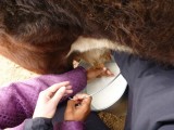 First try on milking a cow.....not so easy as it looks :)