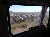 Sheep and Goats running for their lives...