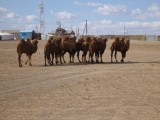 Camels in town..... normal sight in Gobi :)