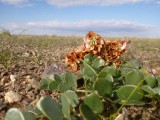 Even in the desert vegetation is present... impressive regarding the circumstances!!