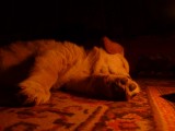 Louis... the puppy from around.... a friend for one night :)