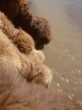 Drinking camels....