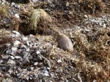 Steppe Mouse... everywhere around the Dulgany Am Area...