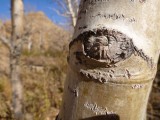 The trees eyes are watching you!!!