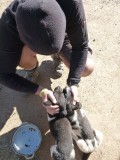 Two cute little puppies... very tempting to take as a souvenir :)