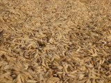 Rice everywhere...!