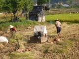 Farmers at work, separating the rice from the plant