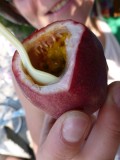 Wonderful!!! Passion fruit all day long - loving it and not sour at all just magnificent taste