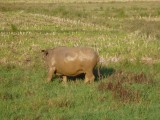Water buffalos