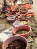 All sorts of seafood.. some moving, some dont :)