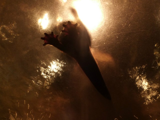 Fishotter... from underneath :))