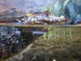 Cayman waiting to be fed