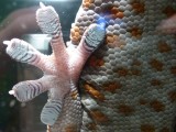 Geckofeet :)