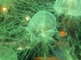 Box jelllyfish - stingy nasty little f.....rs
