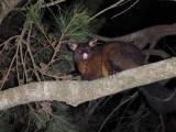 Our possum neighbours... trying to steal our food and cuddling with us in the tent at night :{
