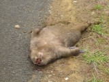 The only Wombat we have seen - unfortunately it was only a roadkill :(