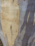 Gum Trees - awesome colours of the trunk