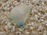 Blue Bottle Jellyfish - well the leftovers from it... they are tiny but nasty as it seems