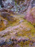 Lichens.... in all colours on the rocks...