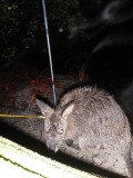 And he doesnt like the rain as it seems... but you have to stay outside buddy... sorry :D