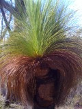 Grass trees grow 1mm a year... so the oldest trees around eventhough there are just 1-2 m high :)