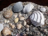 Shell collecting time....