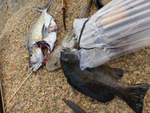 Our prey/catch... black fish, squid, flathead and pauas (abalones)