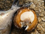 Abalone separated from her shell...