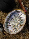 Abalone shell.... they are awesome!!
