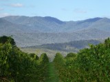 One of the million vineyards around that area :))