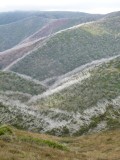The White Snow Gum trees are victims of the fire about 3 years ago...