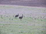 Emus!!..