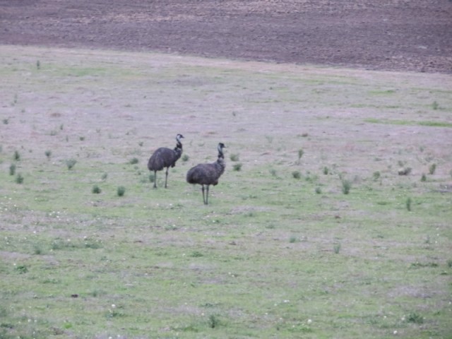Emus!!..