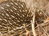Echidna waiting if we do it any harm... funny creatures like a big hedge hog