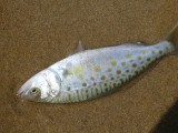 We got one!!!!! unfortunately to small to eat but nice anyway!! just off the beach